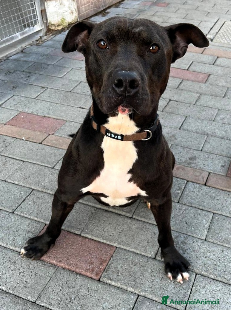 Meticcio cani in regalo: MAX PIT BULL - Annuncio 4
