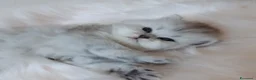 Persiano gatti in vendita: Persiani Chinchilla a Provincia di Ferrara - Annuncio 5