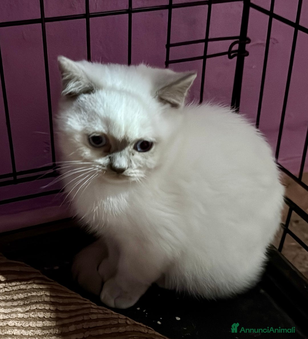 Scottish gatti in vendita: Tenerissimi Scottish con pedigree  - Annuncio 3