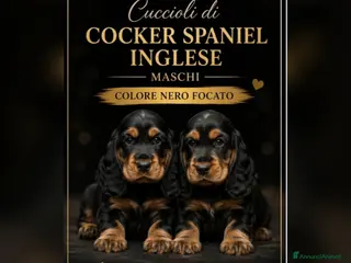 Cocker cani Cuccioli di Cocker Spaniel inglese - Annuncio 2