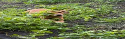 Meticcio cani in regalo: Regalo meticcio  a Città metropolitana di Catania - Annuncio 7