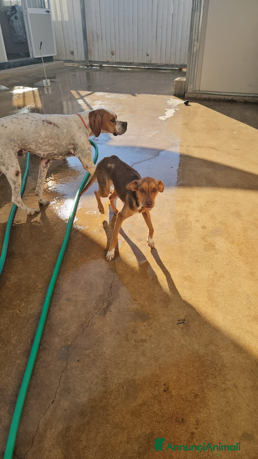 Meticcio cani in regalo: Lupo: cucciolotto taglia piccola socievole  a Città Metropolitana di Genova - Annuncio 17