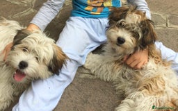 Meticcio cani in regalo: REGALO coppia di cani a Provincia di Bergamo - Immagine 2