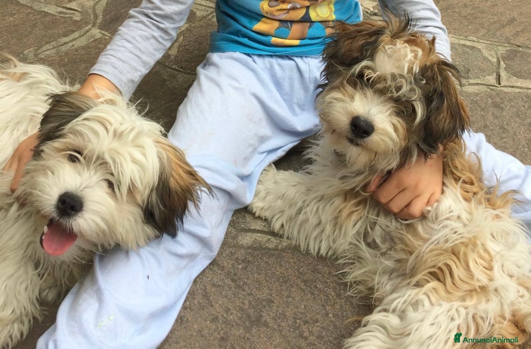 Meticcio cani in regalo: REGALO coppia di cani a Provincia di Bergamo - Immagine 2