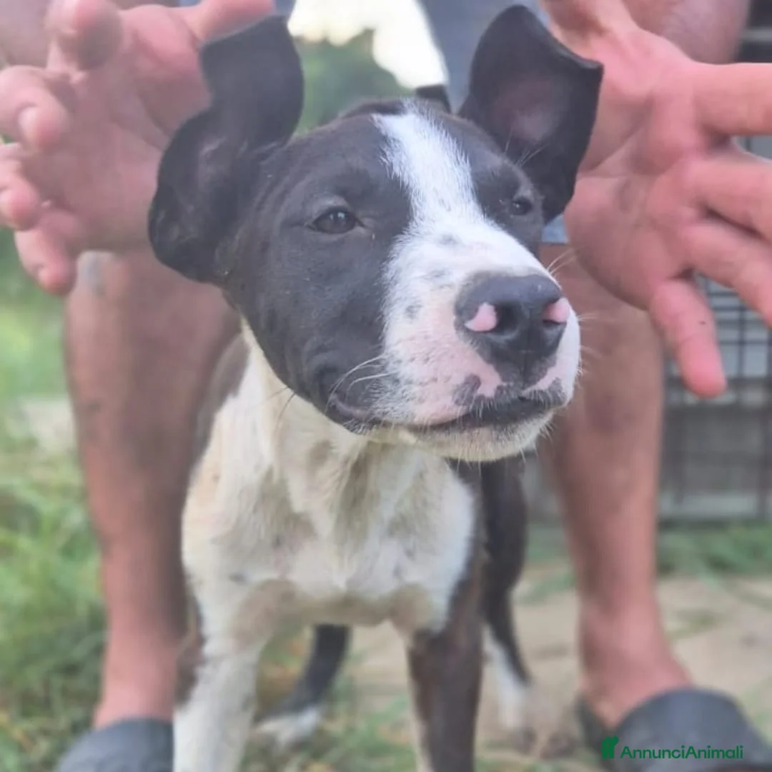 Meticcio cani in regalo: URGENTE! BART 💙 LO STALLO STA FINENDO. AIUTIAMOLO - Annuncio 5