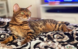 Bengala gatti in vendita: Cuccioli Bengala spotted ben 24 prenotazione  a Città Metropolitana di Bari - Immagine 6