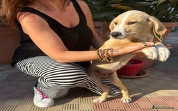 Meticcio cani in regalo: Stefano, Nicola & Giacomo, 3 mesi a Provincia di Bergamo - Immagine 5