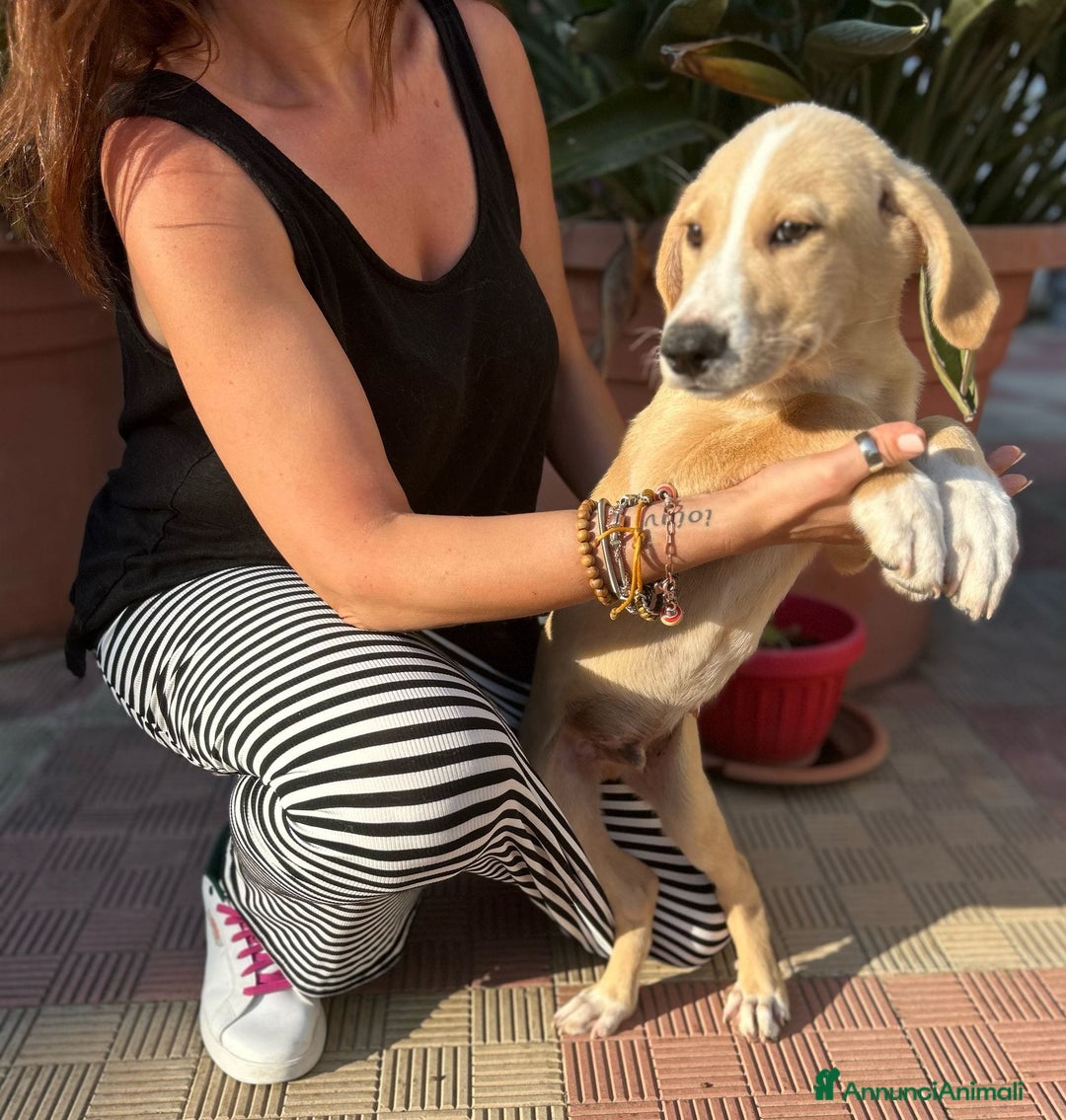 Meticcio cani in regalo: Stefano, Nicola & Giacomo, 3 mesi a Provincia di Bergamo - Immagine 5