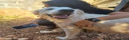 Meticcio cani in regalo: Bijoux e Tobia fratelli bravi e inseparabili - Annuncio 13