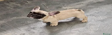 Bulldog Francese 1