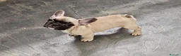 Bulldog Francese cani in vendita: Maschio fulvo a Provincia di Perugia - Annuncio 2