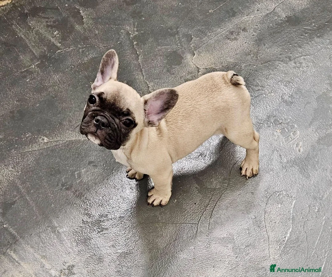 Bulldog Francese cani in vendita: Maschio fulvo a Provincia di Perugia - Annuncio 2