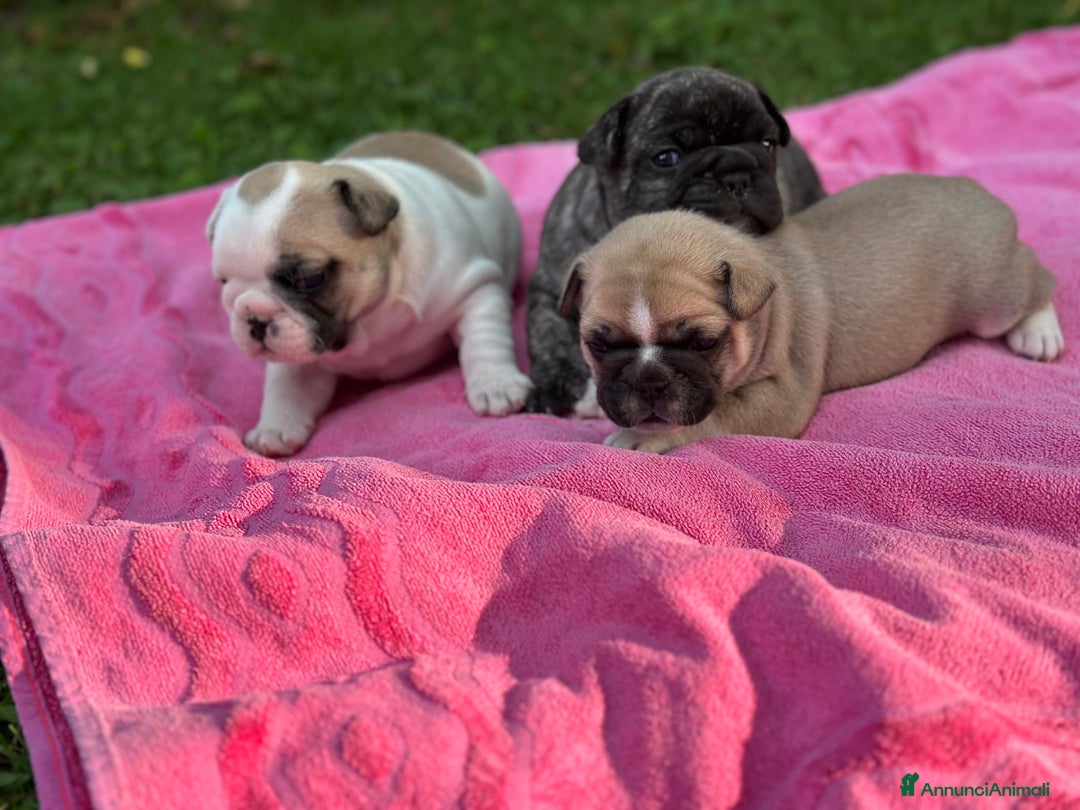 Bulldog Francese cani in vendita: Bulldog francese  a Città metropolitana di Roma Capitale - Immagine 5
