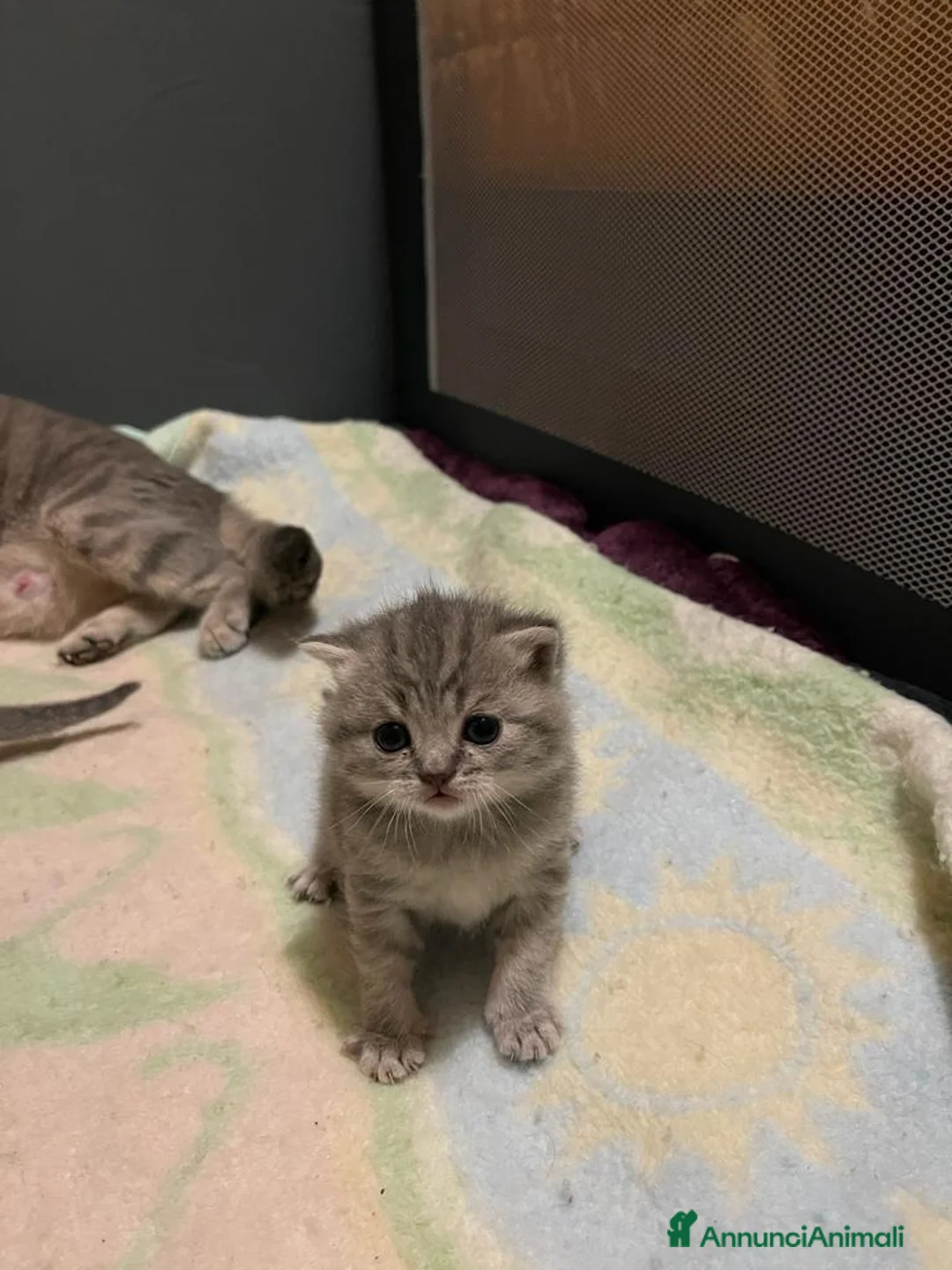 Scottish gatti in vendita: Gattini Scottish Straight a Provincia di Arezzo - Annuncio 7