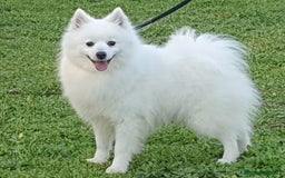 Volpino Italiano cani in vendita: Cucciola di volpino italiano con pedigree Enci  a Province of Foggia - Immagine 6