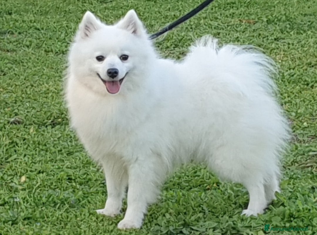 Volpino Italiano cani in vendita: Cucciola di volpino italiano con pedigree Enci  a Province of Foggia - Immagine 6
