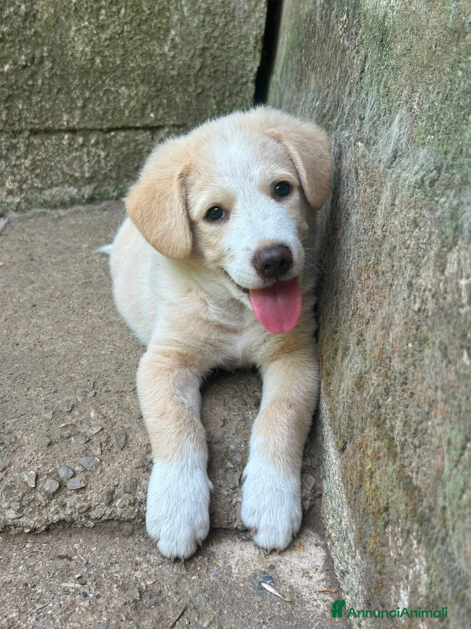 Meticcio cani Elio cerca casa 💙 - Annuncio 36