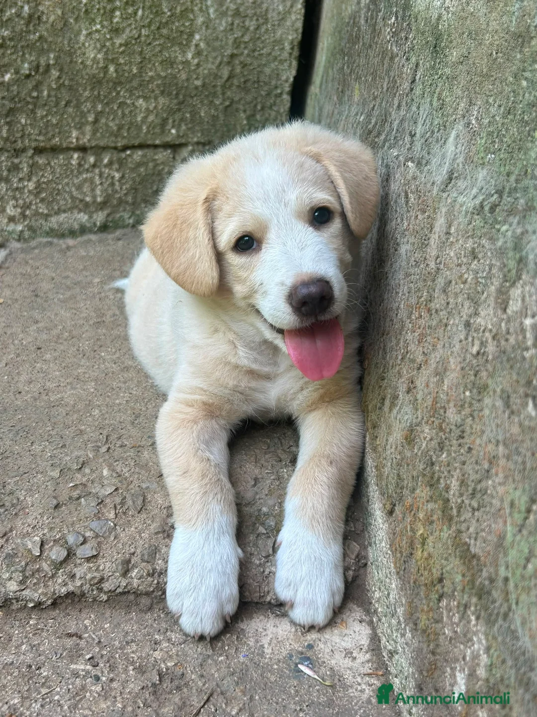 Meticcio cani in regalo: Elio cerca casa 💙 - Annuncio 1