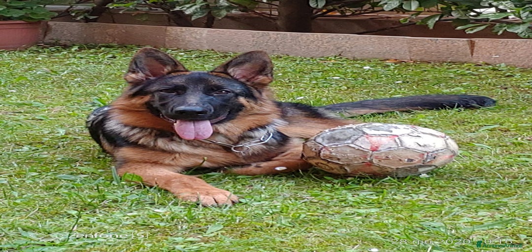 Immagine della galleria {{count}}