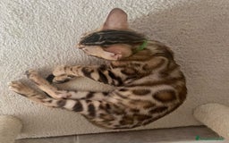 Bengala gatti in vendita: Ultimi tra maschietti di gatto bengala disponibili a Provincia di Sassari - Immagine 3