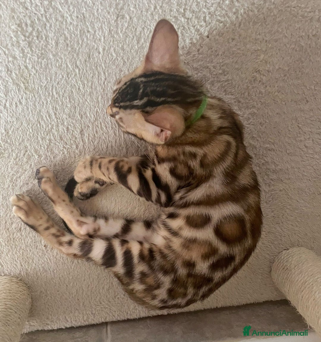 Bengala gatti in vendita: Ultimi tra maschietti di gatto bengala disponibili a Provincia di Sassari - Immagine 3