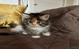 Persiano gatti in vendita: Gattine persiane normotipo  a Provincia di Reggio Emilia - Immagine 15