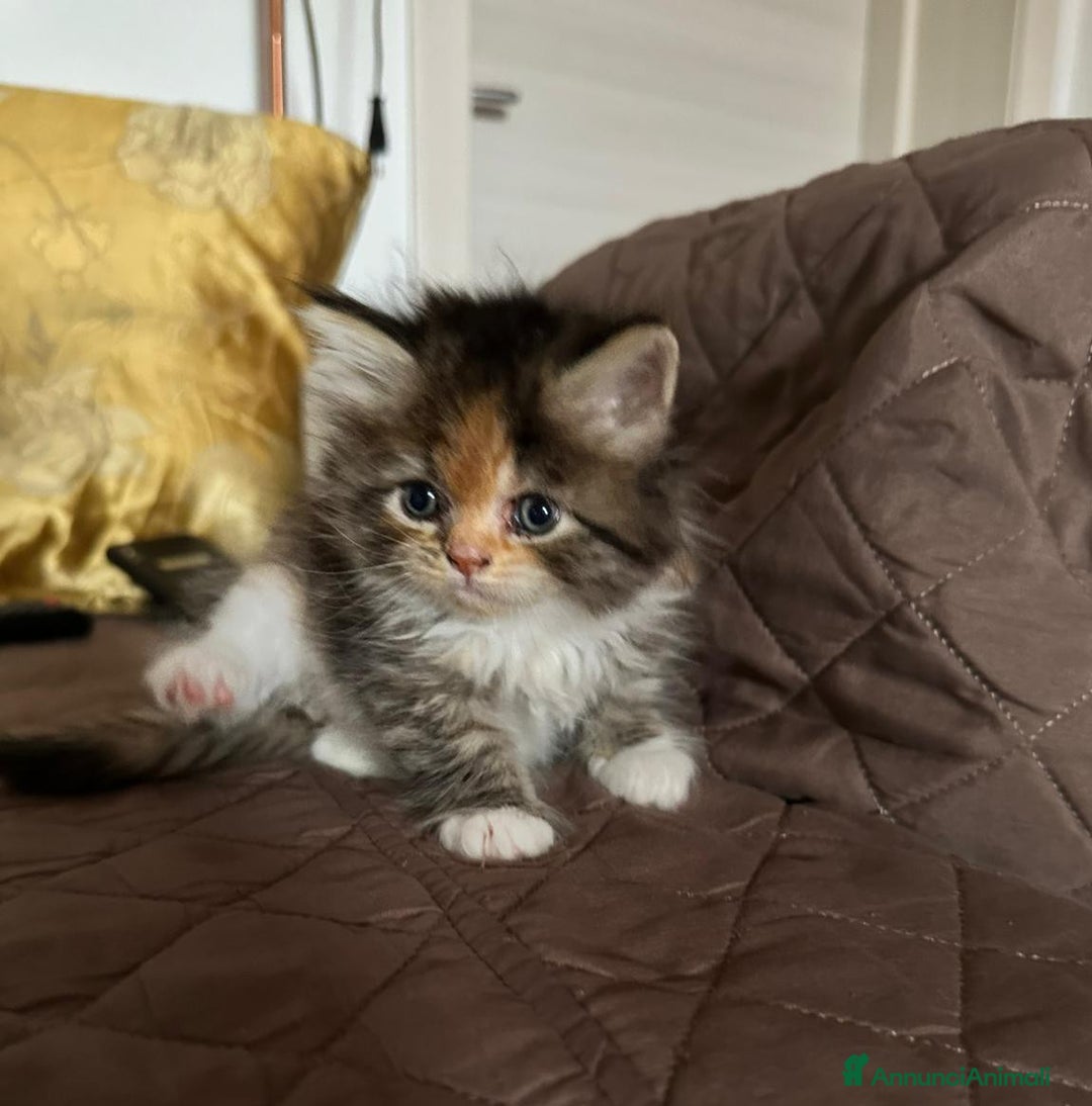 Persiano gatti in vendita: Gattine persiane normotipo  a Provincia di Reggio Emilia - Immagine 15