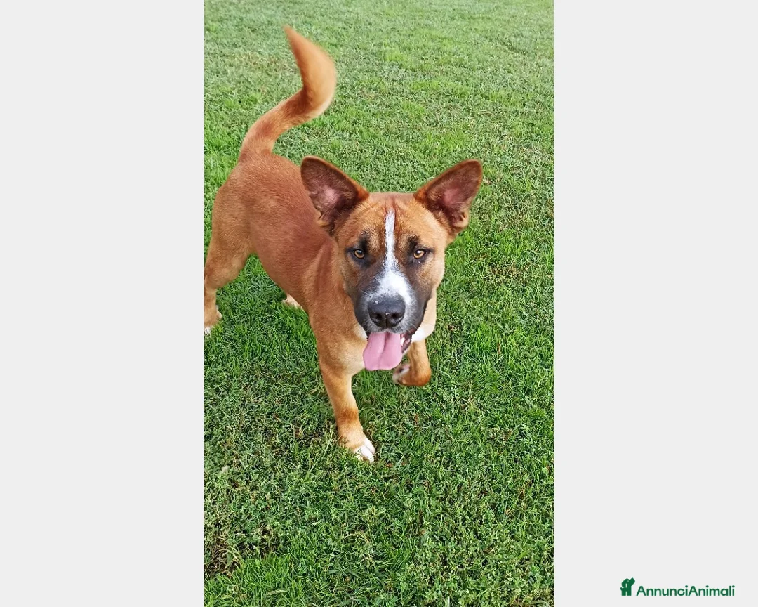 Meticcio cani in regalo: Il piccolo Charles merita di crescere in famiglia a Latina - Annuncio 2