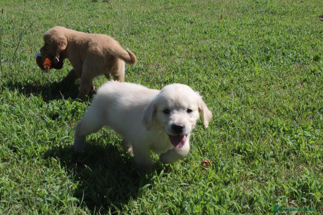 Golden Retriever cani in vendita: Ultimi cuccioli di Golden Retriever con pedigree a Città metropolitana di Milano - Immagine 9