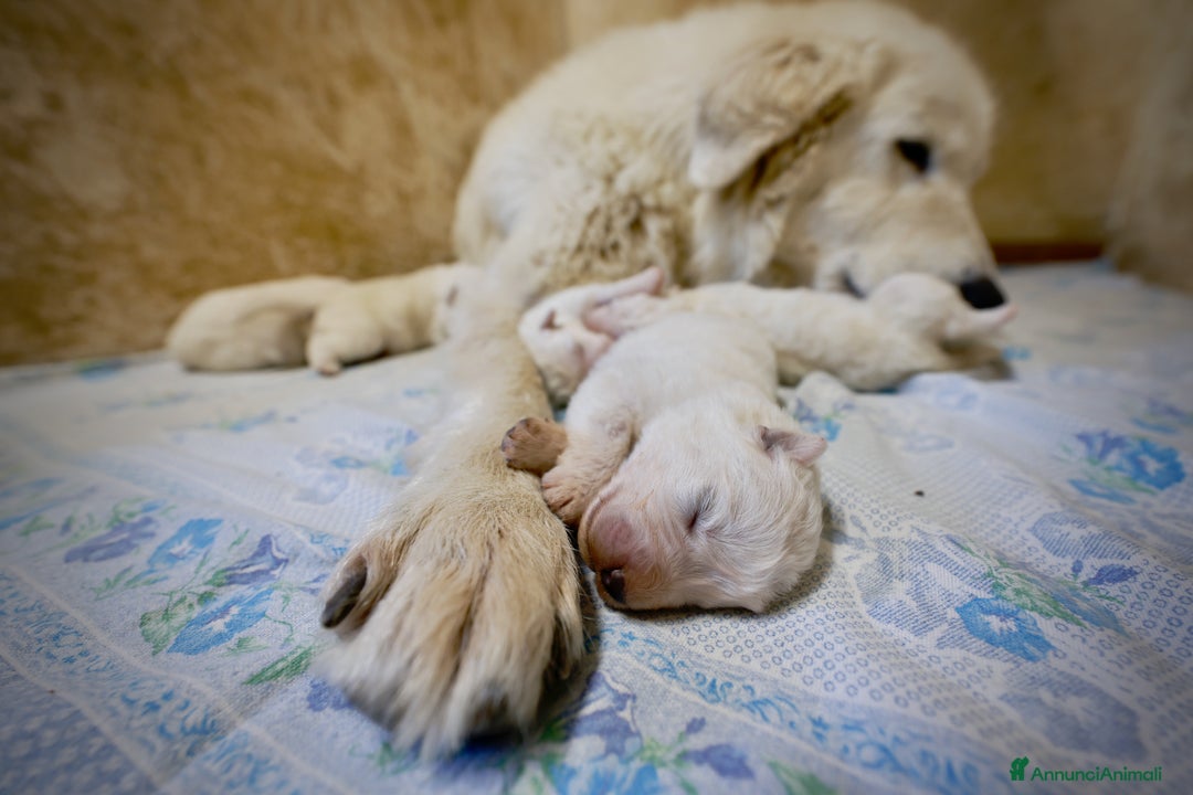 Pastore Maremmano cani in vendita: Cucciolata Pastore Maremmano Abruzzese - Pedigree - Immagine 4