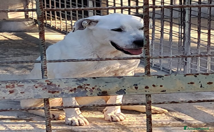 Meticcio cani a Provincia di Treviso - Annuncio 17