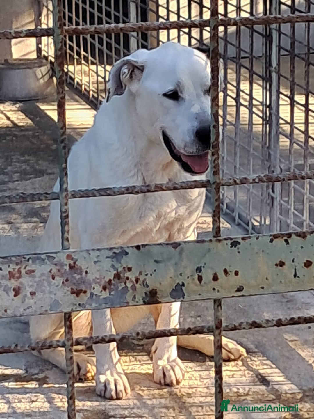 Meticcio cani in regalo: LEANDRO adottabile da tutti a Provincia di Treviso - Annuncio 1