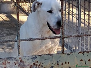 Meticcio cani LEANDRO adottabile da tutti a Provincia di Treviso - Annuncio 8