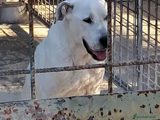 Meticcio cani LEANDRO adottabile da tutti a Provincia di Treviso - Annuncio 13
