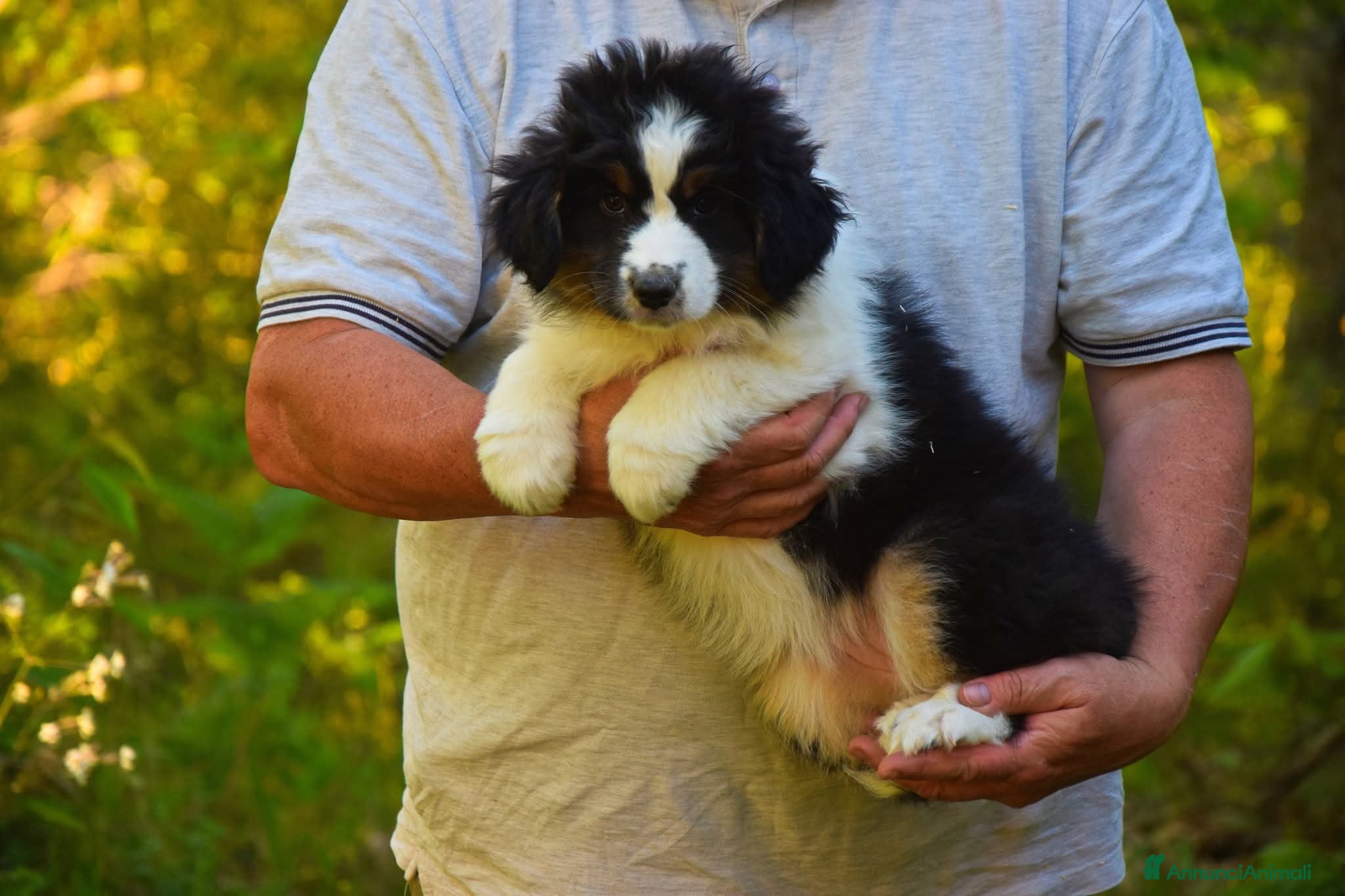Australian Shepherd cani Ultima cucciola di pastore australiano  - Annuncio 36