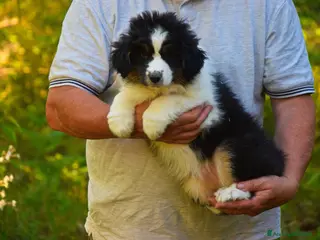 Australian Shepherd cani Ultima cucciola di pastore australiano - Annuncio 28