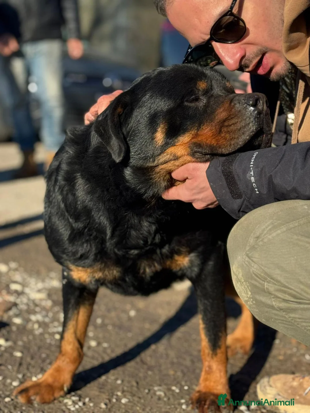 Rottweiler cani in regalo: Ares: 7 anni, Rottweiler equilibrato, socievole  a Città Metropolitana di Genova - Annuncio 29