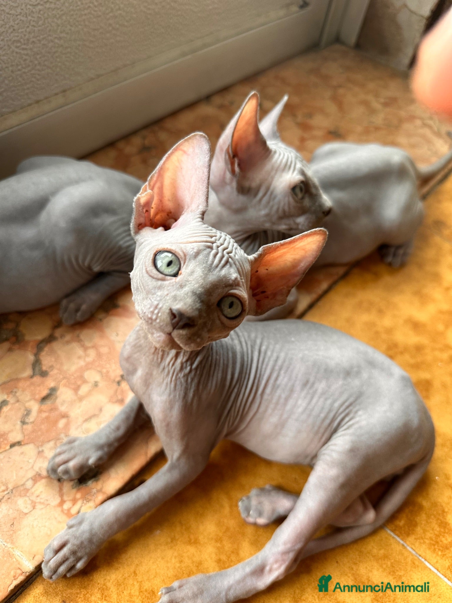 Sphynx gatti Cuccioli sphynx - Annuncio 5