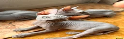 Sphynx gatti in vendita: Cuccioli sphynx - Annuncio 1
