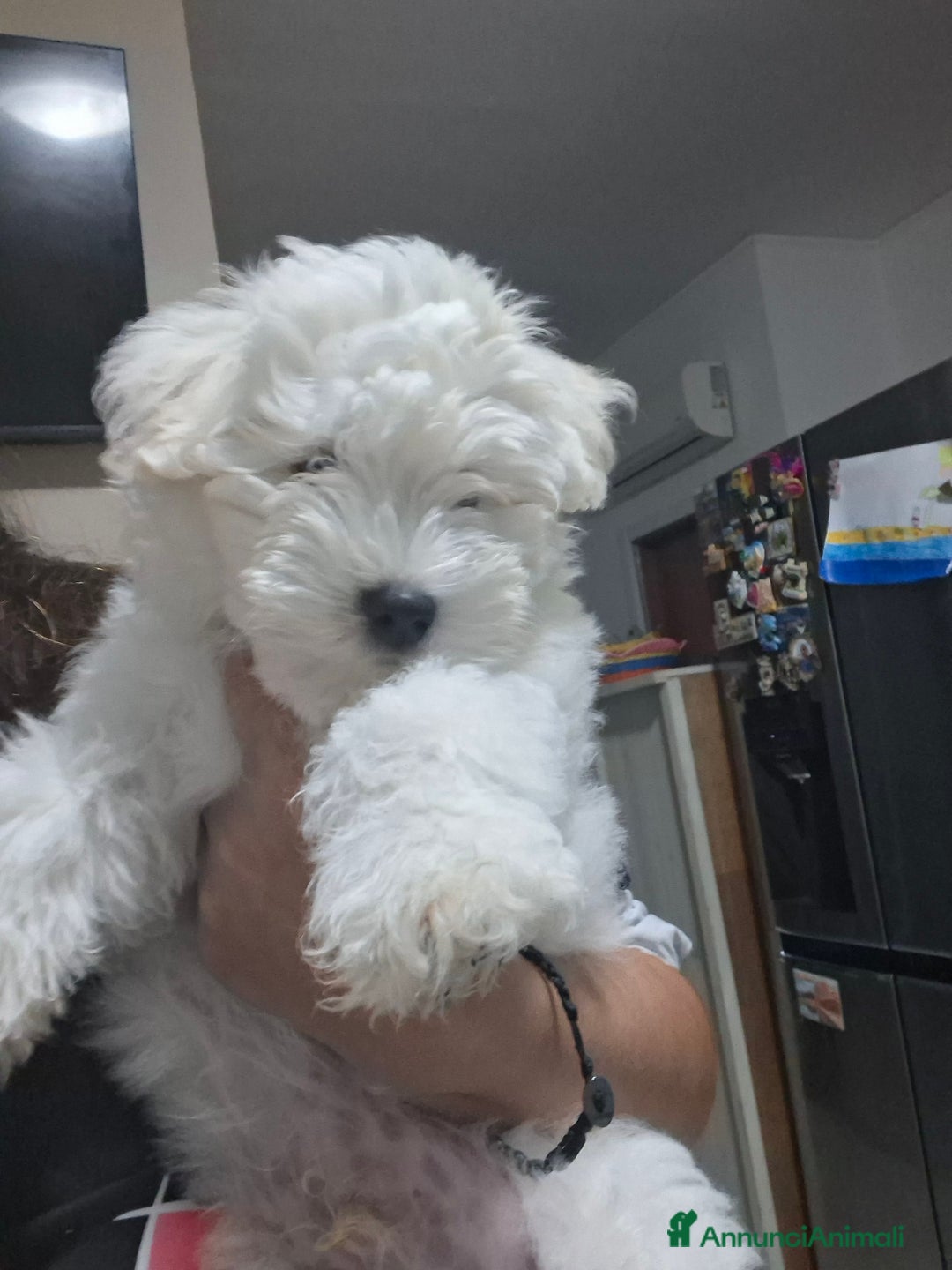 Maltese cani in vendita: Disponibili bishon maltese  - Annuncio 2