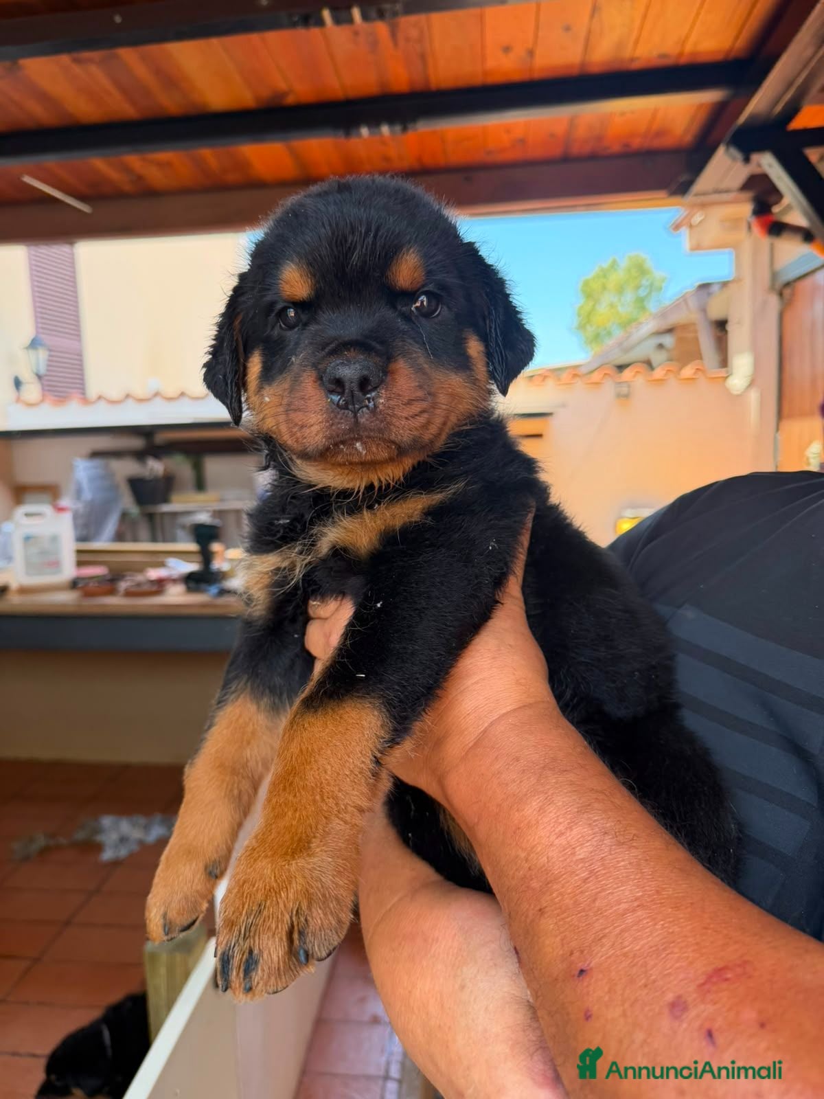 Rottweiler cani Cuccioli di rottweiler purissimi  - Annuncio 25