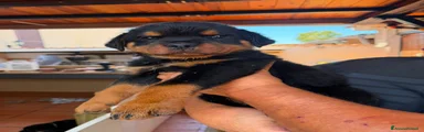 Rottweiler 1