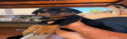 Rottweiler cani in vendita: Cuccioli di rottweiler purissimi  - Annuncio 1