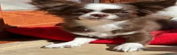 Chihuahua cani in vendita: Chihuahua pelo lungo  a Città Metropolitana di Napoli - Annuncio 6