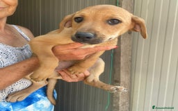 Meticcio cani in regalo: GLI SPLENDIDI AMERICANINI a Provincia di Frosinone - Immagine 13