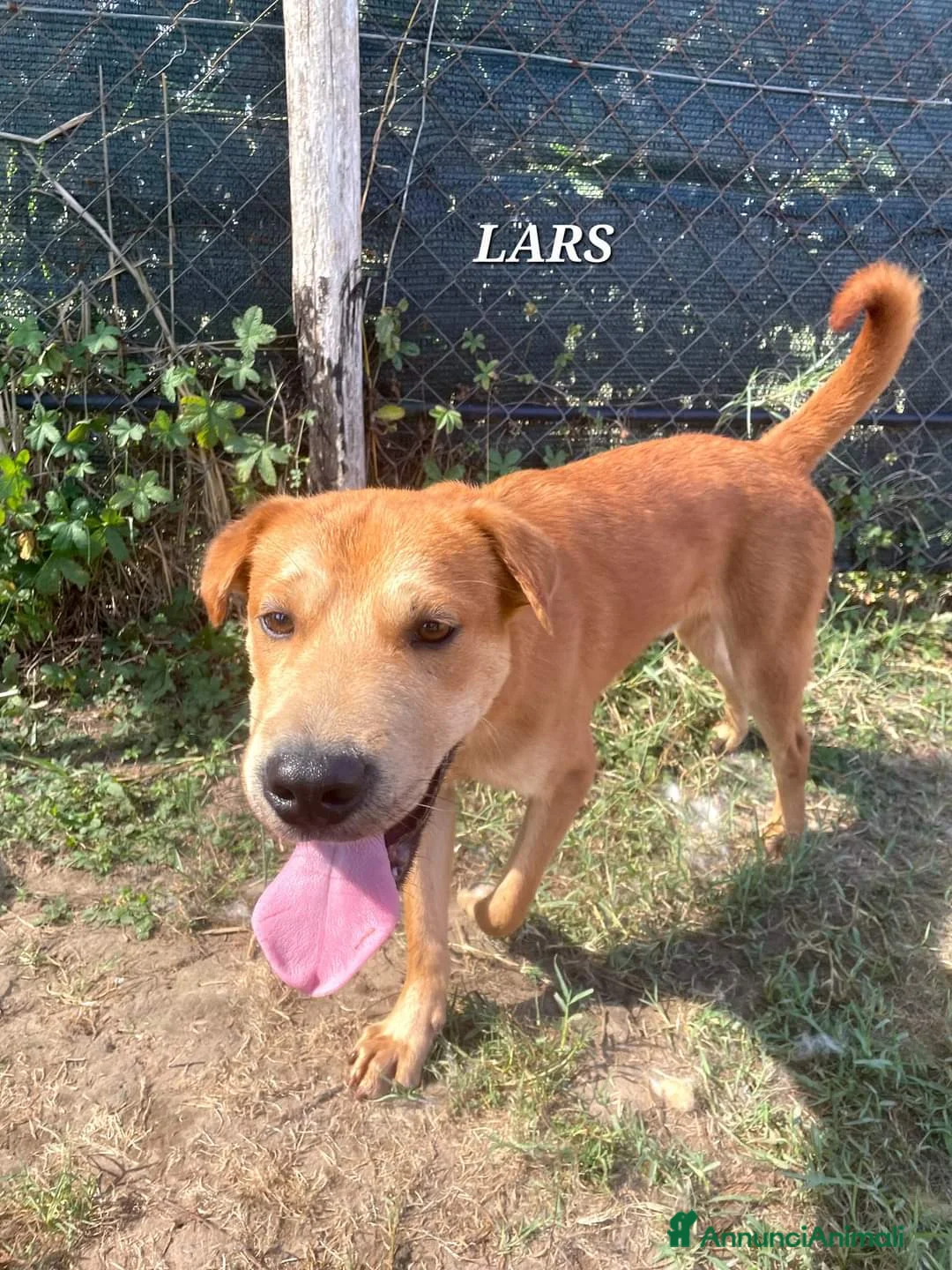 Meticcio cani in regalo: LARS, Cucciolo simil sharpey a Provincia di Latina - Annuncio 6