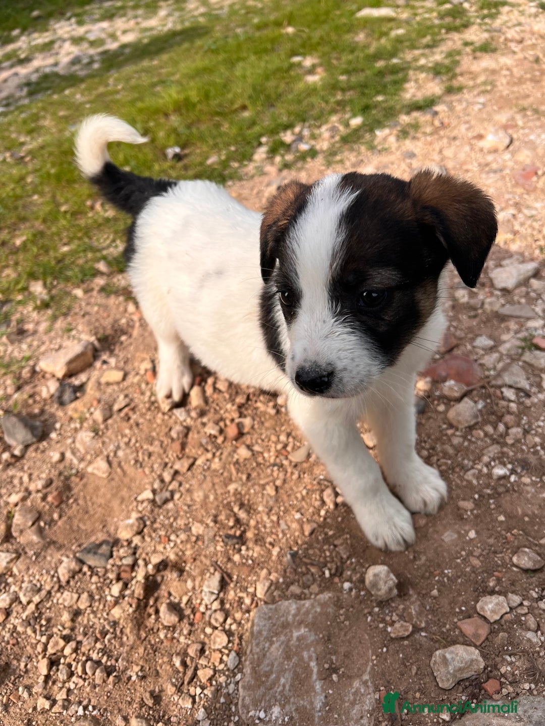 Meticcio cani in regalo: IN REGALO!!!!! - Annuncio 1