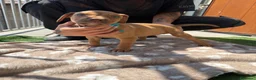 Pitbull cani in vendita: Ultimi cuccioli pitbull disponibili  - Annuncio 11