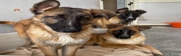 Meticcio cani in regalo: DIVA 5 mesi e mezzo incrocio pastore belga  - Annuncio 5