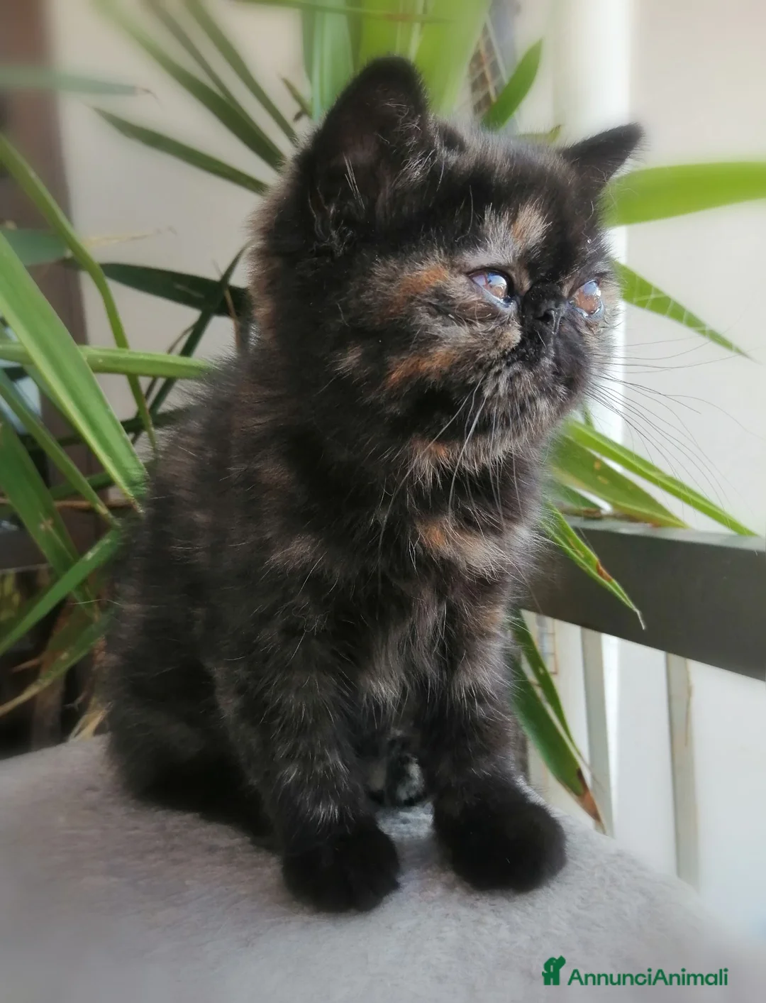 Exotic Shorthair gatti in vendita: Exotic shorthair gattina con pedigree  a Città Metropolitana di Firenze - Annuncio 5